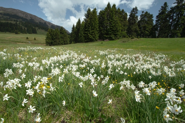 Νάρκισσοι στην Οίτη