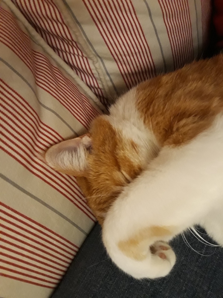 #menoumespiti με την Athens Voice: Ο συγγραφέας Αλέξης Πανσέληνος περιγράφει μία μέρα στο σπίτι, εν μέσω πανδημίας κορωνοϊού.