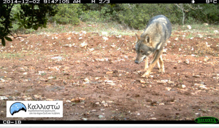 Ο λύκος επέστρεψε στην Πάρνηθα τα τελευταία χρόνια