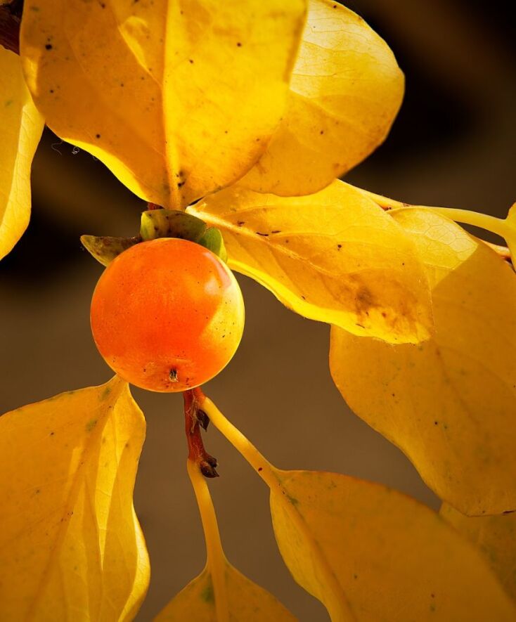 Φρούτα και λαχανικά που τρώμε αυτή την εποχή