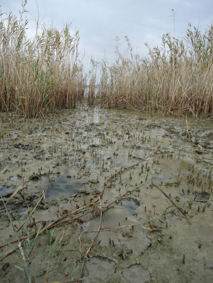 Θεσσαλονίκη, Κιλκίς, Πικρολίμνη