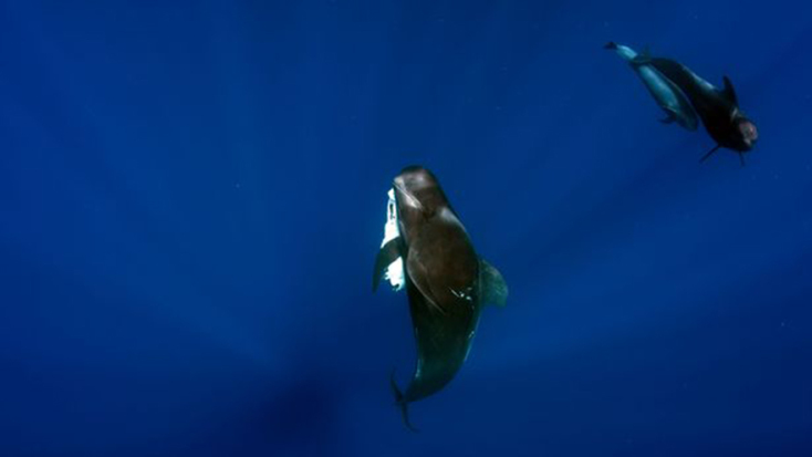 pilot_whale1.jpg