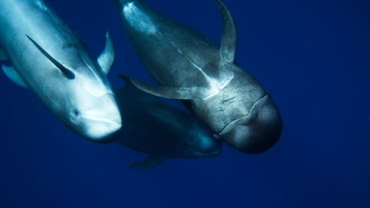 pilot_whale_3.jpg