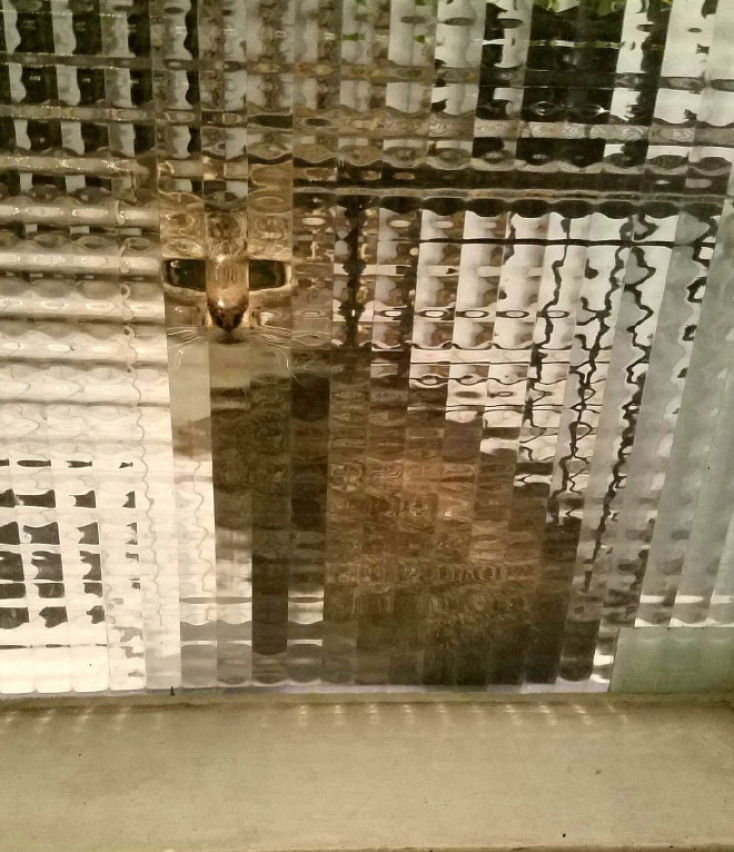 pixelated-cats5.jpg