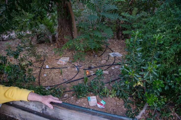 Πνεύμονας πρασίνου © Θανάσης Καρατζάς