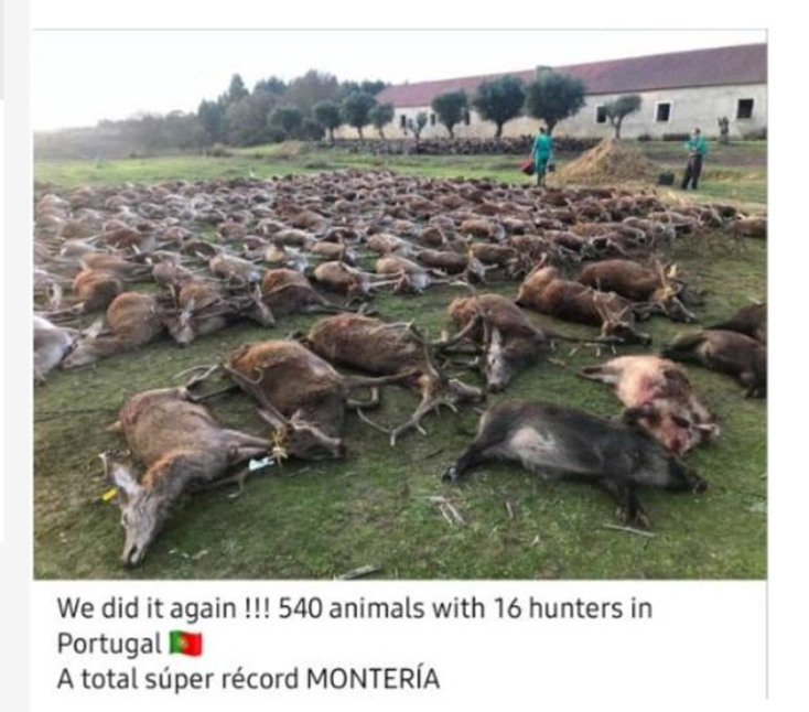 portugal1.jpg