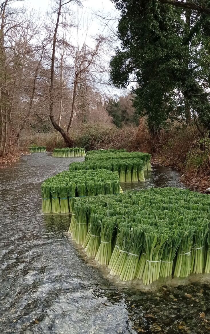 Τα πλωτά πράσα στη Δωροθέα Αλμωπίας