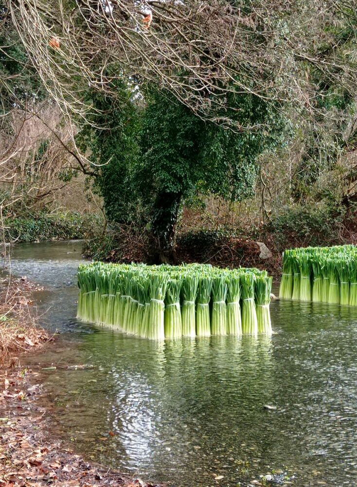Τα πλωτά πράσα στη Δωροθέα Αλμωπίας