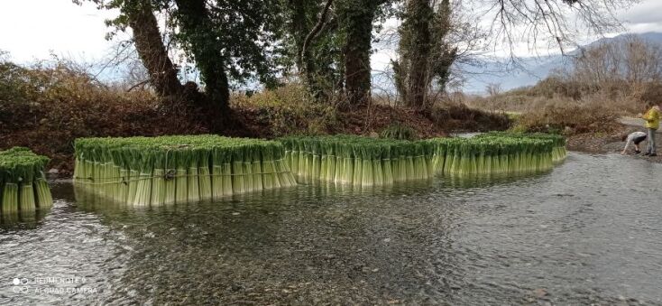 Τα πλωτά πράσα στη Δωροθέα Αλμωπίας