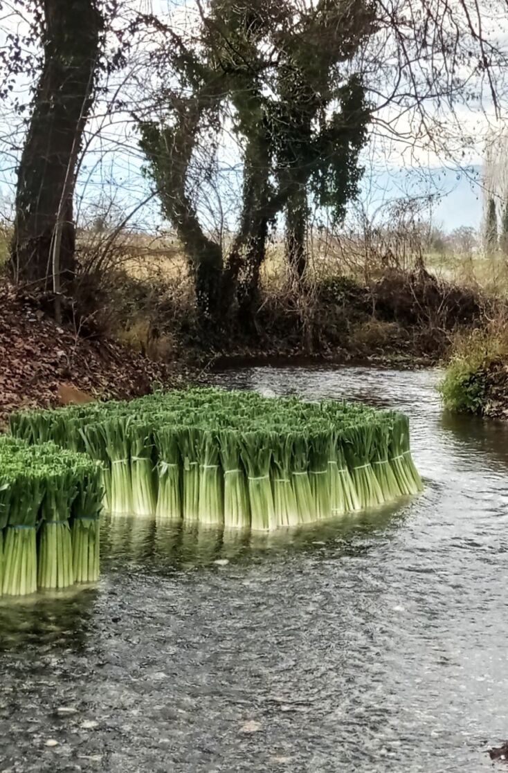 Τα πλωτά πράσα στη Δωροθέα Αλμωπίας