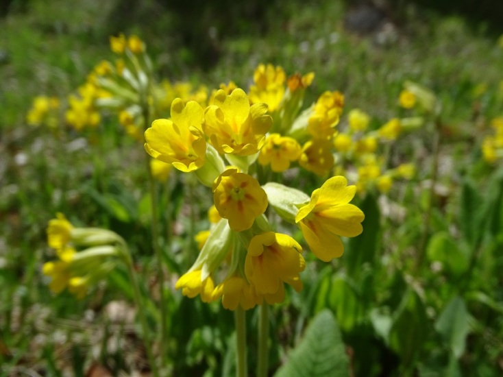 Ψάχνοντας το «Λουλούδι του Δαρβίνου» 