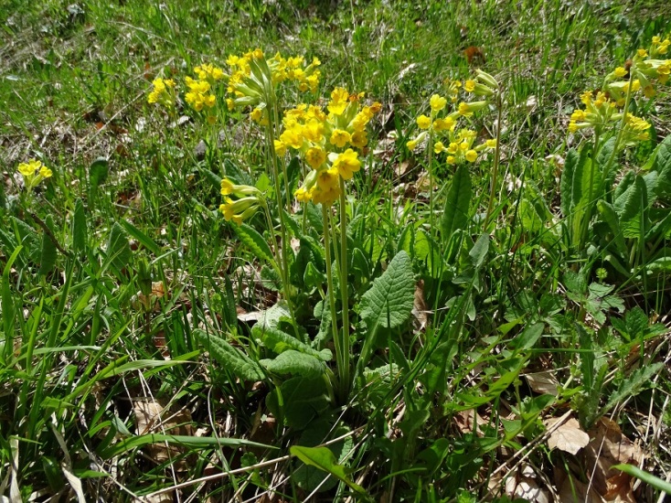 Ψάχνοντας το «Λουλούδι του Δαρβίνου» 