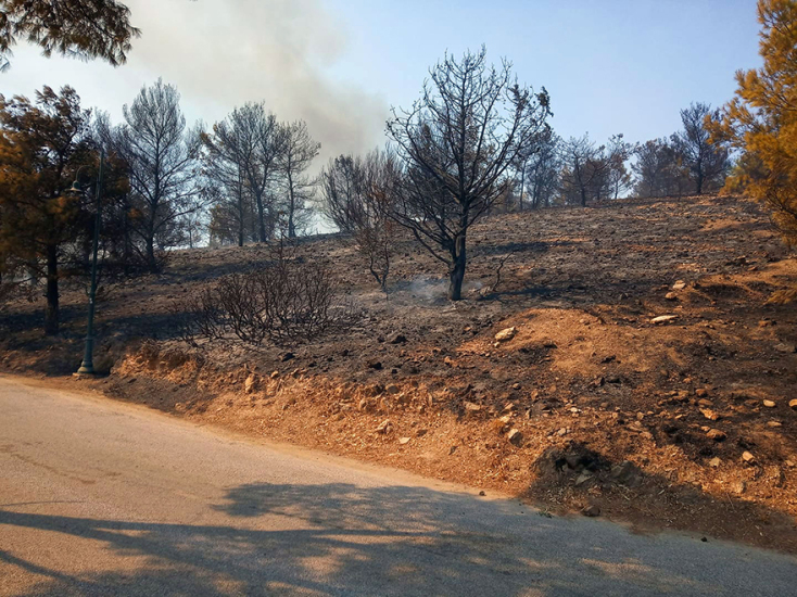 Το καμένο πευκοδάσος στη Λέρο 