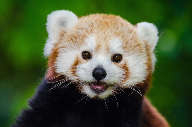 red-panda-981231_1920.jpg