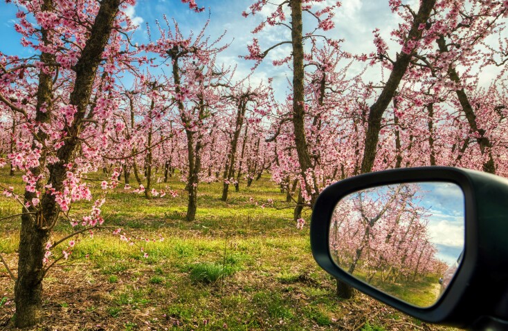 Ανθισμένες ροδακινιές στην Ημαθία