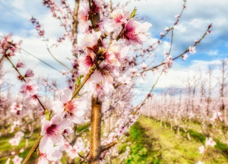 Ανθισμένες ροδακινιές στην Ημαθία