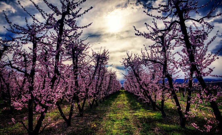 Ανθισμένες ροδακινιές στην Ημαθία
