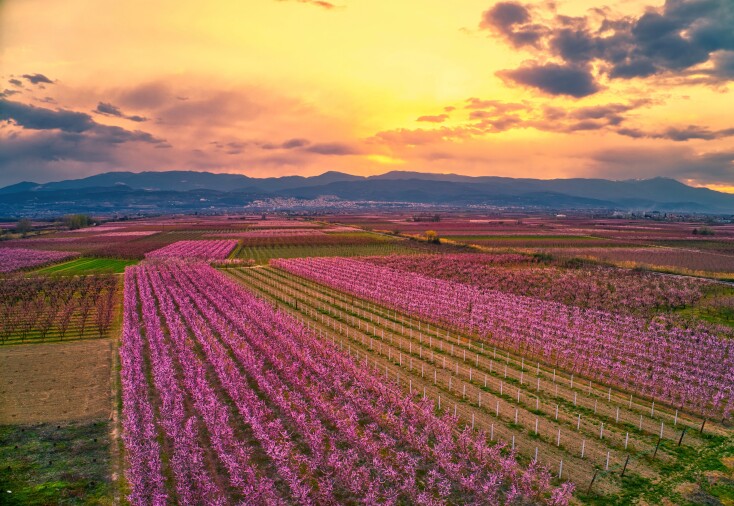 Ανθισμένες ροδακινιές στην Ημαθία © EUROKINISSI