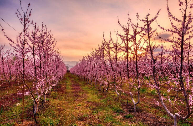 Ανθισμένες ροδακινιές στην Ημαθία