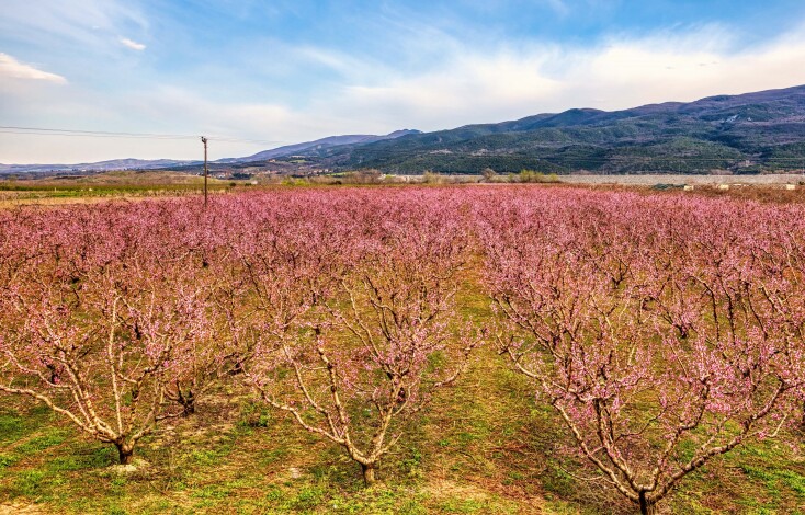 Ανθισμένες ροδακινιές στην Ημαθία