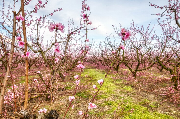Ανθισμένες ροδακινιές στην Ημαθία