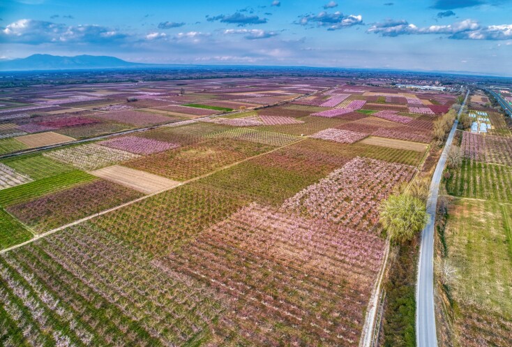 Ανθισμένες ροδακινιές στην Ημαθία