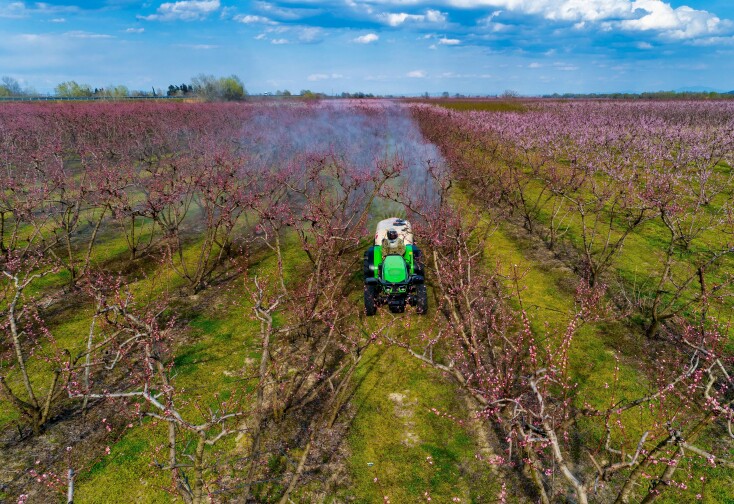 Ανθισμένες ροδακινιές στην Ημαθία