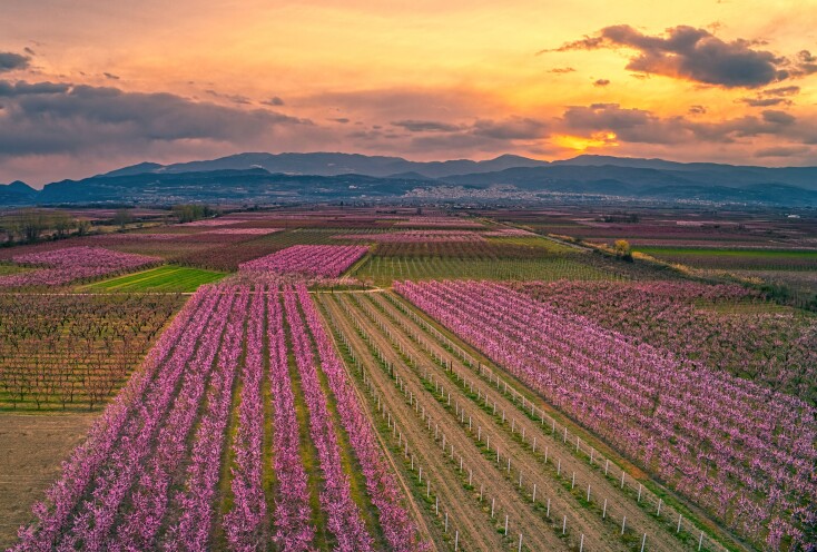 Ανθισμένες ροδακινιές στην Ημαθία