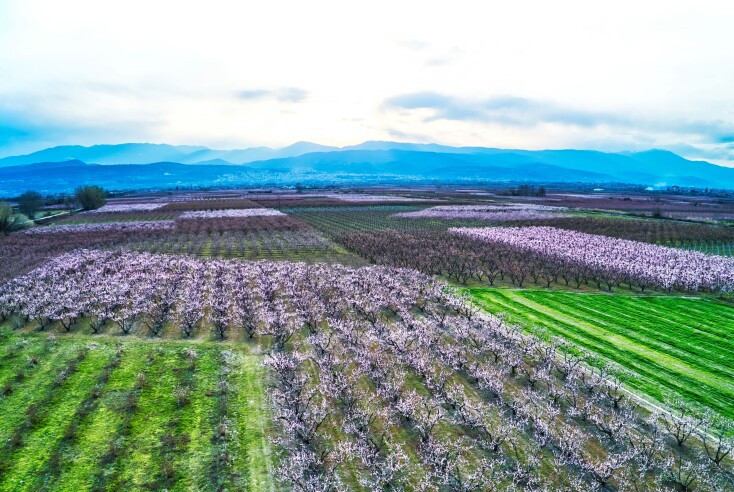 Ανθισμένες ροδακινιές στην Ημαθία