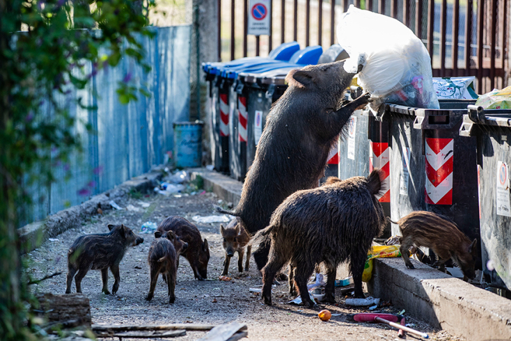 Αγριογούρουνα αναζητούν τροφή στα οικιακά σκουπίδια στη Ρώμη