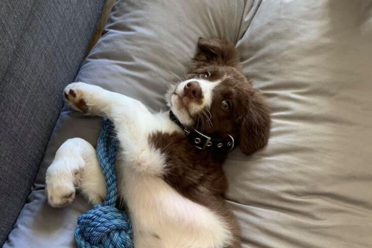 Ο Μπάμπης Αναγνωστόπουλος σκότωσε τη σκυλίτσα Ρόξυ μετά τη δολοφονία της Καρολάιν Κράουτς στα Γλυκά Νερά