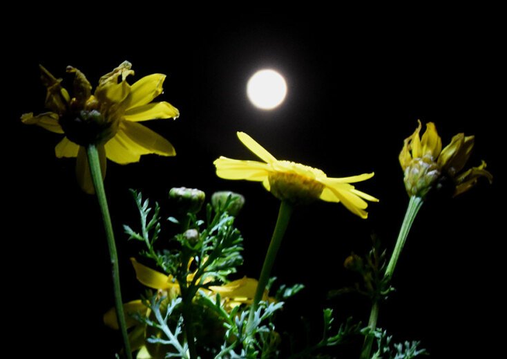 Ροζ υπερπανσέληνος 