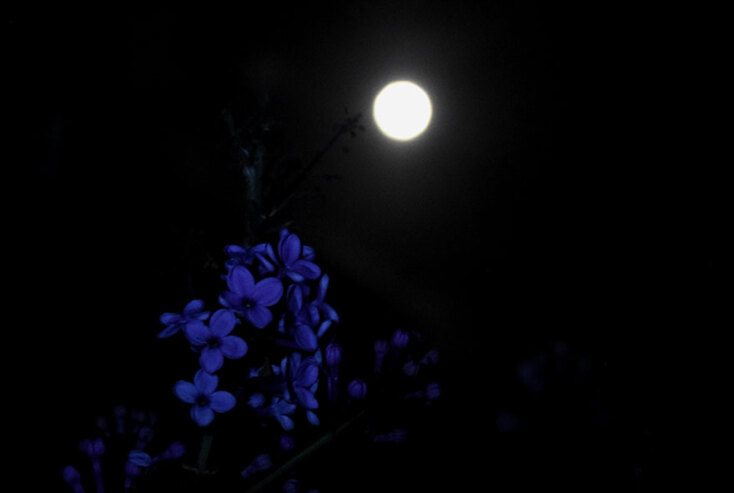 Ροζ υπερπανσέληνος 