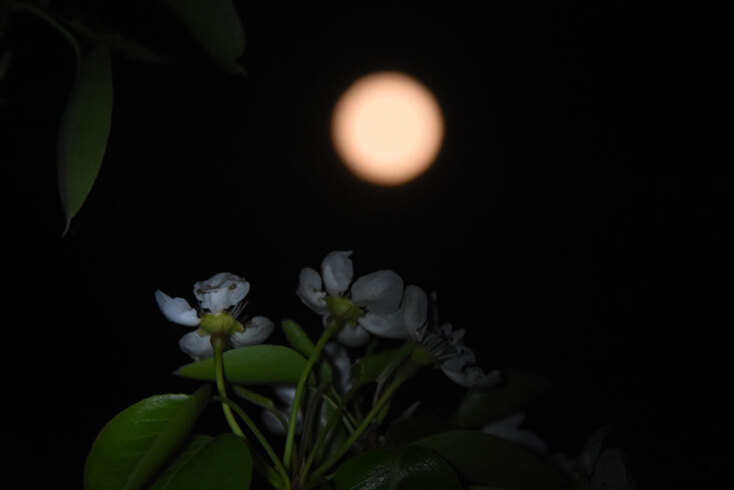 Ροζ υπερπανσέληνος  