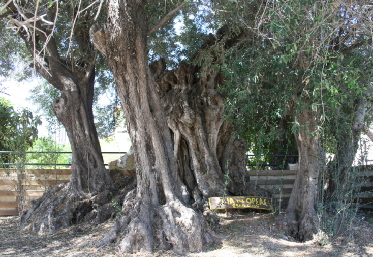 Η Ελιά της Όρσας