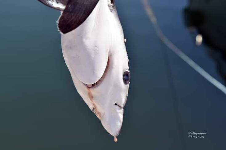 Νεκρός καρχαρίας σε παραθαλάσσιο οικισμό της Ροδόπης