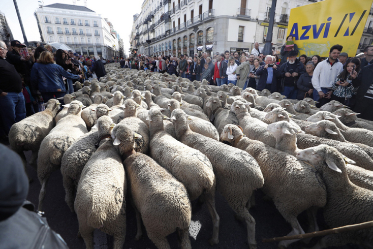 sheep-flock.jpg