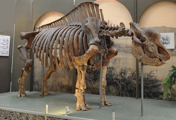 siberian-unicorn-skeleton-two-column.jpg