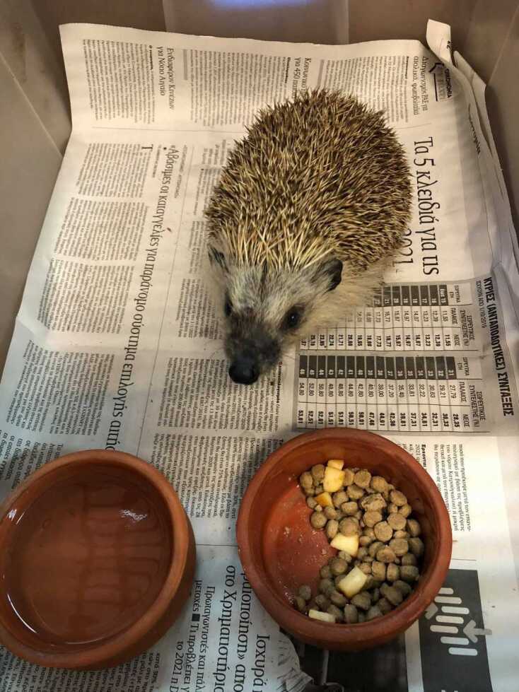 Ένας από τους σκαντζόχοιρους που φροντίζει η ομάδα «Δράση για την Άγρια Ζωή» στη Θεσσαλονίκη