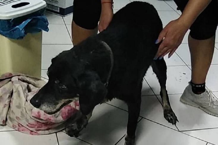 Κακοποίηση σκύλου