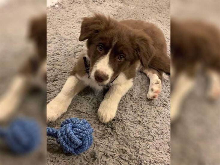 Η σκυλίτσα Ρόξυ είχε υιοθετηθεί από την Καρολάιν Κράουτς και δολοφονήθηκε από τον Μπάμπη Αναγνωστόπουλο στα Γλυκά Νερά