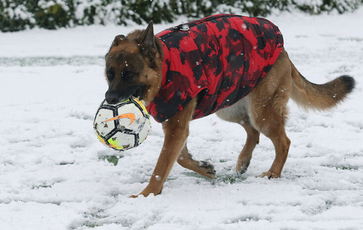 Σκύλος στις Αχαρνές παίζει με την μπάλα στο χιόνι