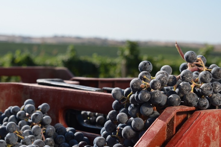 Στιγμιότυπο από τον τρύγο στο Κτήμα Γεροβασιλείου. 