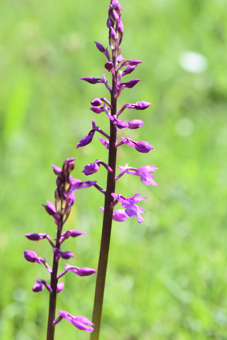 starakorchis2.jpg