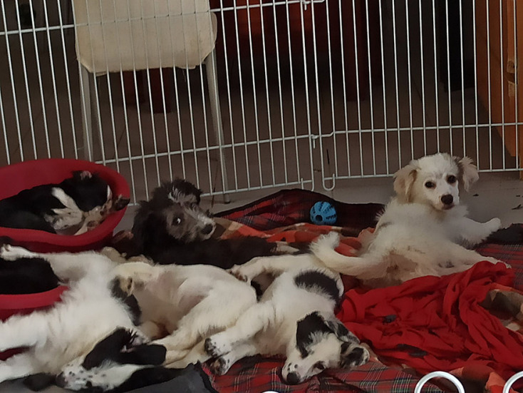 Η παραμυθένια ζωή του τετράποδου Σταύρου © Χάνα Χάσκεθ και Βασιλεία Μαυραγάνη