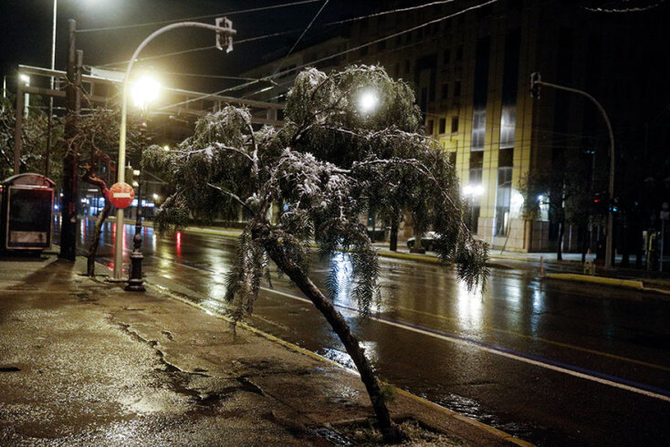 Κακοκαιρία «Μήδεια» - Σύνταγμα: Χιόνι πάνω σε δέντρο