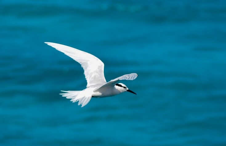 Θαλασσοπούλι στην χιονισμένη Αρκτική©Unsplash/Ali Abdul Rahman