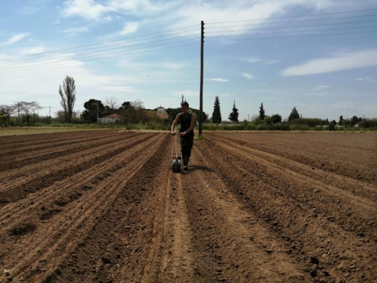 Κολοκυθοανθός