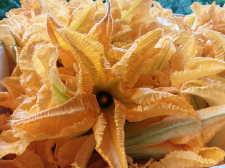 Κολοκυθοανθός