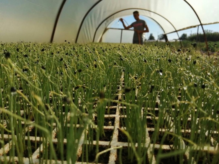 Κολοκυθοανθός